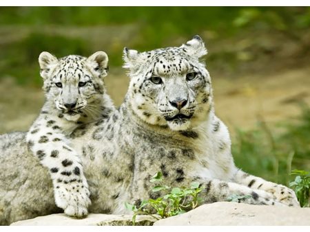 Snow leopard - 3D Lenticular Postcard Greeting Card on Sale