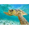 Loggerhead Sea Turtle - 3D Lenticular Postcard Greeting Card For Cheap