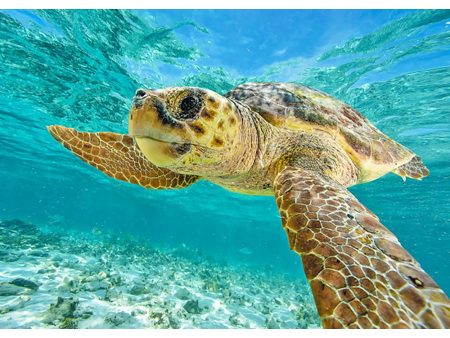 Loggerhead Sea Turtle - 3D Lenticular Postcard Greeting Card For Cheap