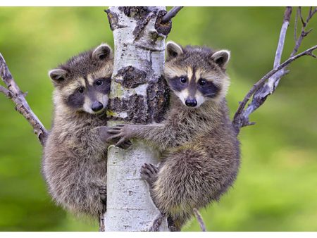 Raccoon Kids - 3D Lenticular Postcard Greeting Card Fashion