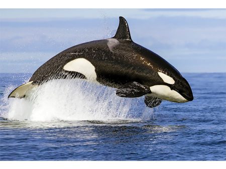 Whale Orca Breaching - 3D Lenticular Postcard Greeting Card For Discount