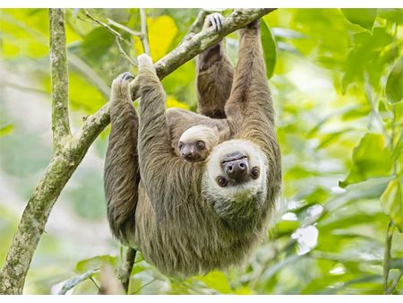 Two-toed Sloth - 3D Lenticular Postcard Greeting Card Online