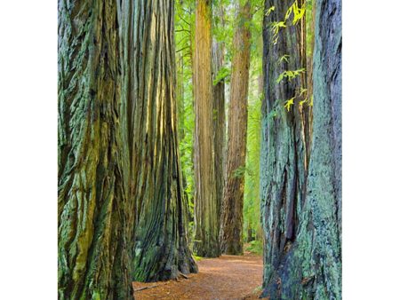 Coast Redwoods 3 - 3D Lenticular Postcard Greeting Card Cheap