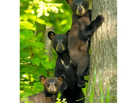 Black bear 3 - 3D Lenticular Postcard Greeting Card Hot on Sale